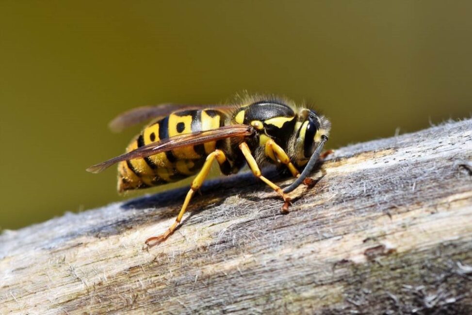 Czym się różni ukąszenie osy od ukąszenia pszczoły